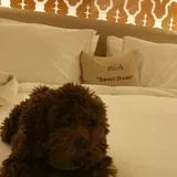 Authentic Review by Tricia Liang