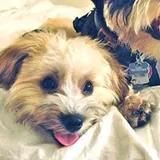 Authentic Review by Eileen wong