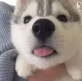 Authentic Review by April