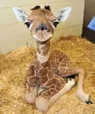 Authentic Review by YS