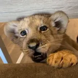 Authentic Review by Bjwt KeiKei Chuah