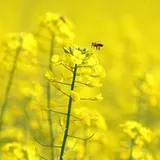 Authentic Review by yh