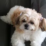 Authentic Review by Lielie Teo