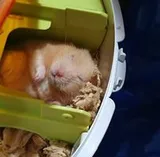 Authentic Review by Daisy Ong