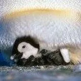 Authentic Review by Xu QT