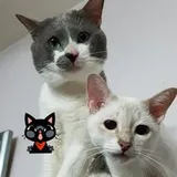 Authentic Review by amalina juhaini