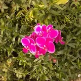 Authentic Review by Jane Low Siew Fun Siew Fun