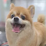 Authentic Review by Lulu Tng