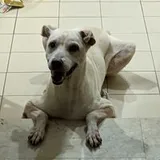 Authentic Review by Rochelle Ho