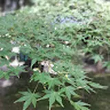 Authentic Review by Lynnette Teo