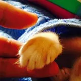 Authentic Review by Karen Beh