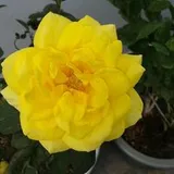 Authentic Review by Tan Mei Ling
