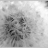 Authentic Review by TL