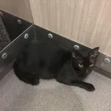 Authentic Review by Tan Heng Li