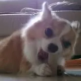 Authentic Review by Chew JQ