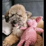 Authentic Review by POI