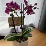 Authentic Review by Pauline Tan