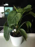 Authentic Review by Simple Tan