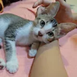 Authentic Review by Nicholas Ng