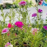 Authentic Review by Alisa