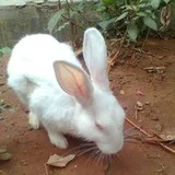 Authentic Review by KRITAN