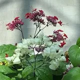Authentic Review by Janet Wong