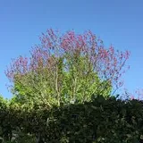 Authentic Review by Mary