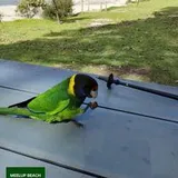 Authentic Review by DANAM JEANETTE MAGDELENE