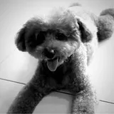 Authentic Review by DESMOND LIM