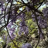 Authentic Review by Mabel Khung