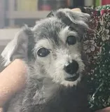 Authentic Review by Jessie Ang