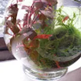 Authentic Review by Amelia