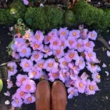 Authentic Review by Wendy