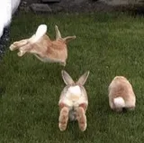 Authentic Review by Olivia Tan