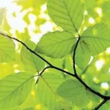 Authentic Review by May Tan