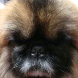 Authentic Review by Lily