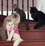 Authentic Review by Janu