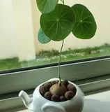 Authentic Review by Angela Ng