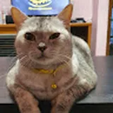 Authentic Review by Michiko Hanako