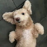 Authentic Review by Jared Lee